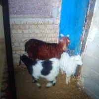 بز پاکستانی ۳قلو زا  خروس محلی