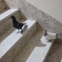 کبوتر کفتر