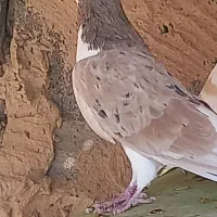 ساده هفت رنگ ساده