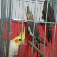 معاوضه