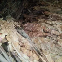 فروش‌تن‌‌ با‌ کو جاسکی‌لنگه‌ای فقط پیام