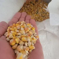 ذرت معاوضه با مرغ.کفتر