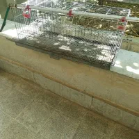 قفس نگهداری بلدرچین