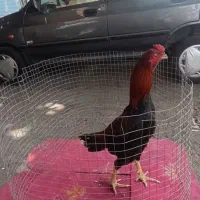 خروس لاری