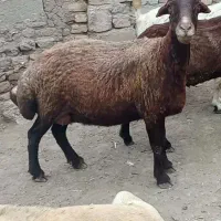 گوسفند بره دار درجه یک درهریس