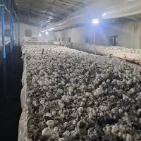 آموزش پرورش قارچ