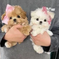 سگ جیبی نژاد هایی اصل