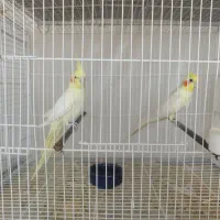جفت ها همگی سالم و مولد اماده تخم گذاری به شرط