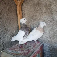 طوق خاص