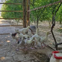 جوجه قو غاز دو ماهه