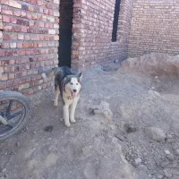 سگ هاسکی