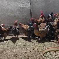 مرغ محلی خروس محلی مرغ گلین