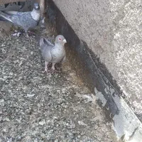 کبوتر