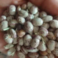 لوبیا چیتی کوشا