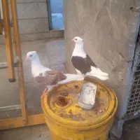 کبوتر