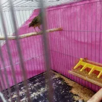 قناری مرغ عشق عروس کوتوله فنچ سهره