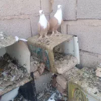 جفت کبوتر کلاغ کله سفید زرد رنگ