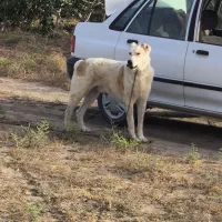 سگ‌نگهبان‌نژاد‌افغان