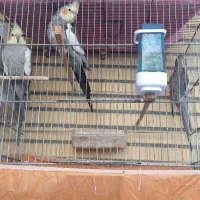 فروش ۵ عدد عروس مولد همراه با کلیه وسایل