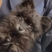 اورجینال 4 ماهه