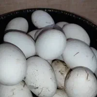 تخم غاز نطفه دار