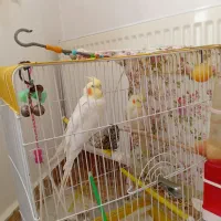 عروس هلندی