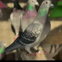 نگهداری از پرنده