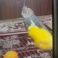 سلام جفت عروس هلندی