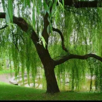 باغچه-سند-دار-بهترین-لوکیشن