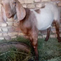 دو عدد کره