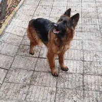 سگ ژرمن