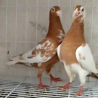 پرنده|پرنده|شیراز, زند|دیوار