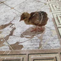 جوجه طاووس هندی یک هفته ای