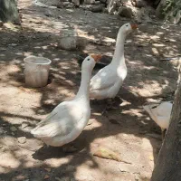 یک جفت قوغاز ۶ ماهه