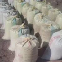 کودگوسفندی