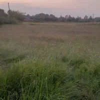 زمین شالی خشک شده قیمت مناسب