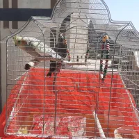 عروس هلندی