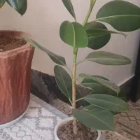 فروش گل