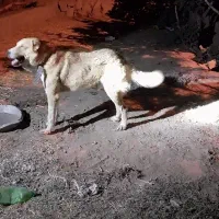 سگ نگهبان