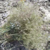 زیره سیاه کوهی