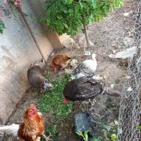 بوقلمون و خروس محلی چاق