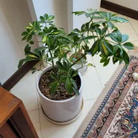 گل شفلرا