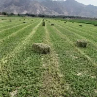 فروش بیده یونجه