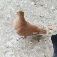 زرد آبادانی