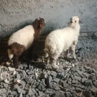 دوعددگوسفند‌