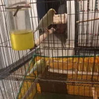 یک جفت قناری