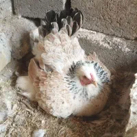 مرغ برهما کرچ ،کپ