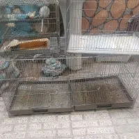 قفس سهره ،پرون ،جفت کن