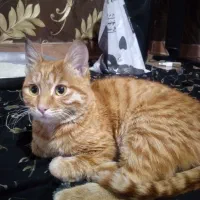 واگذاری|گربه|محمدیه-قزوین, |دیوار