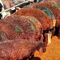 بره نر سبک وزن زیره سی کیلو افشار وبومی
